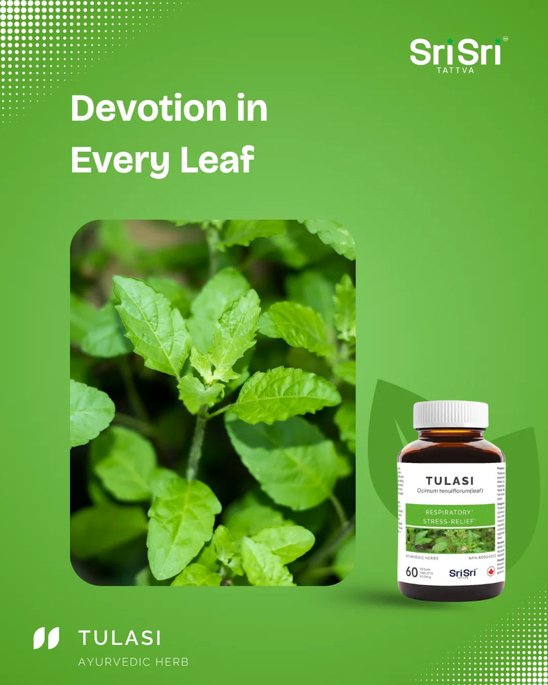 Fresh Tulasi leaves close-up — Ocimum tenuiflorum used in Ayurveda as expectorant/demulcent for coughs and colds, Canada